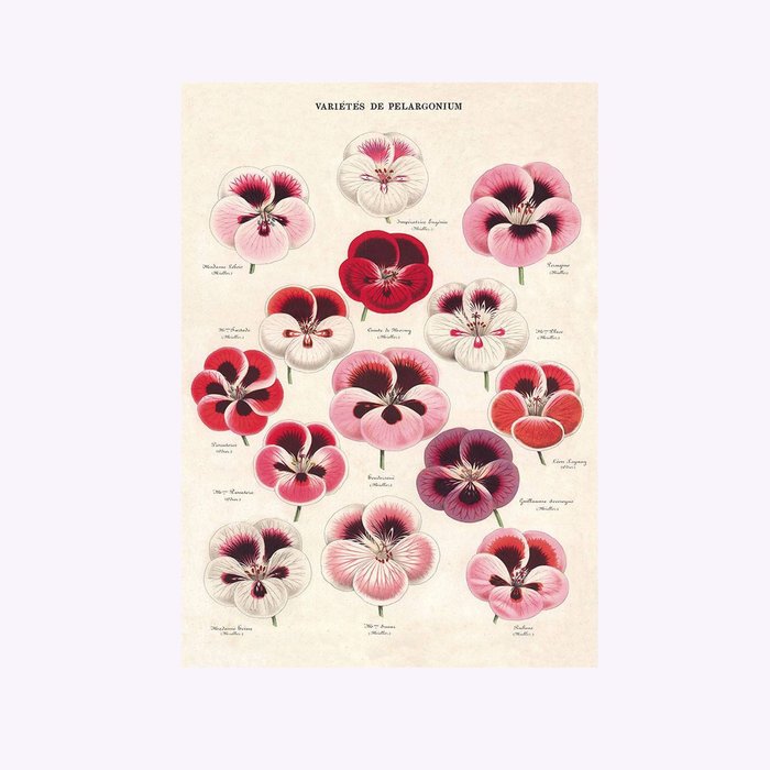 Cavallini Pelargonium Varieties Poster