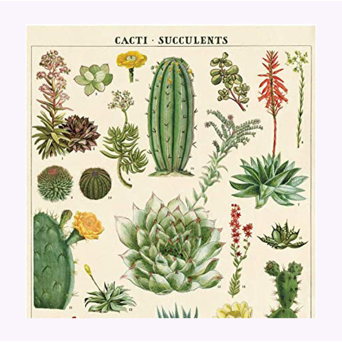 Cavallini Succulents & Cacti Poster
