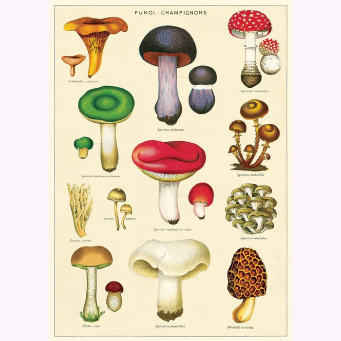 Cavallini Cavallini Fungi Mushrooms 2 Poster