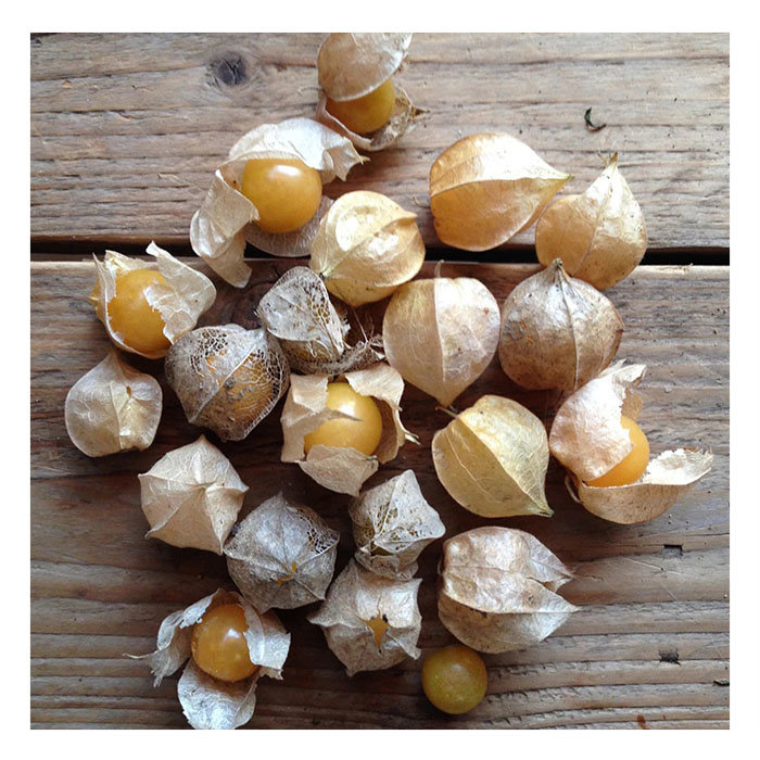 Piccolo Seeds Fruit Seeds (3 Varieties Available)