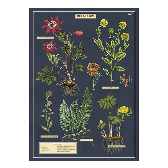 Cavallini Herbarium Poster