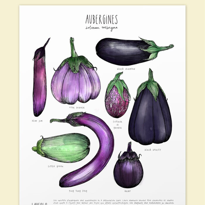Laucolo Laucolo 11 x 14 Eggplants Poster