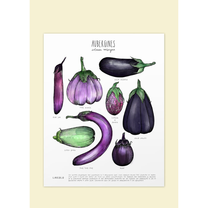 Laucolo 11 x 14 Eggplants Poster