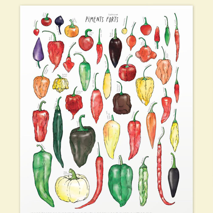 Laucolo Laucolo 11 x 14 Hot Pepper Poster