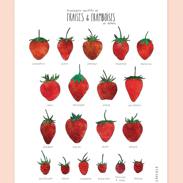 Laucolo Laucolo 11 x 14 Strawberries & Raspberries Poster