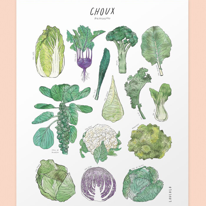Laucolo Laucolo 11 x 14 Cabbage Poster