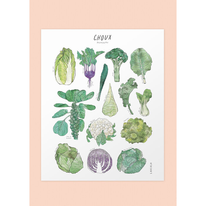 Laucolo 11 x 14 Cabbage Poster