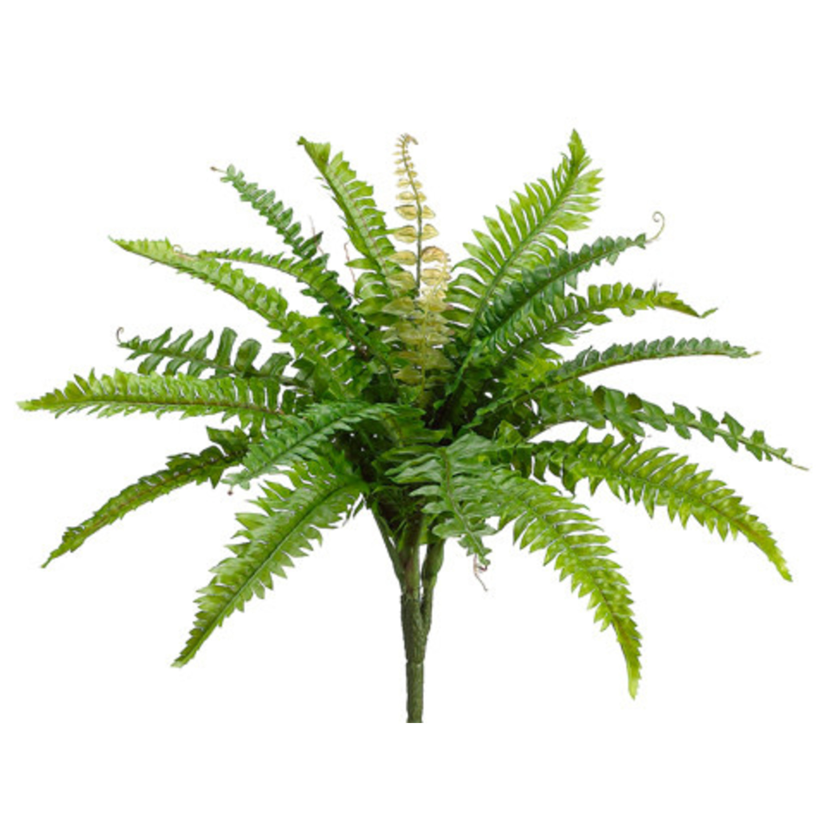 16" BOSTON FERN BUSH GREEN