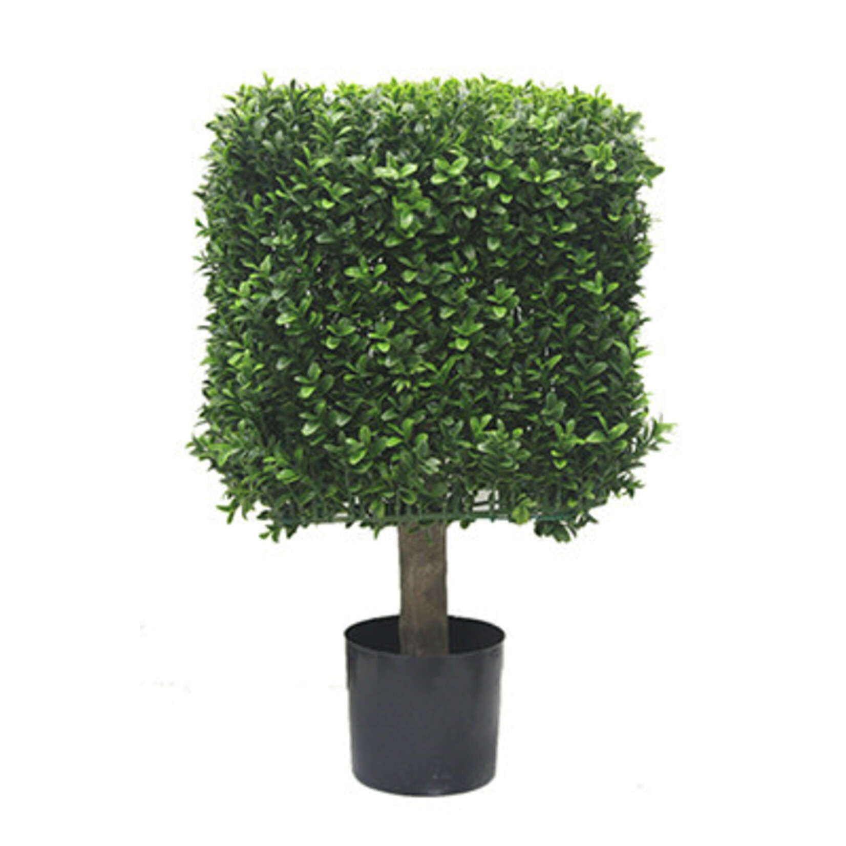 21" SQUARE BOXWOOD TOPIARY IN POT GREEN TWO TONE