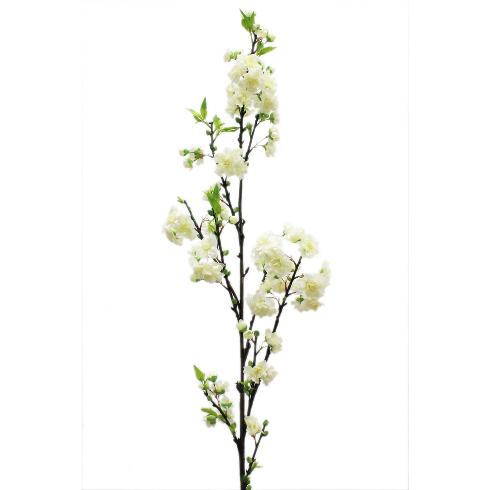 50" CHERRY BLOSSOM WHITE