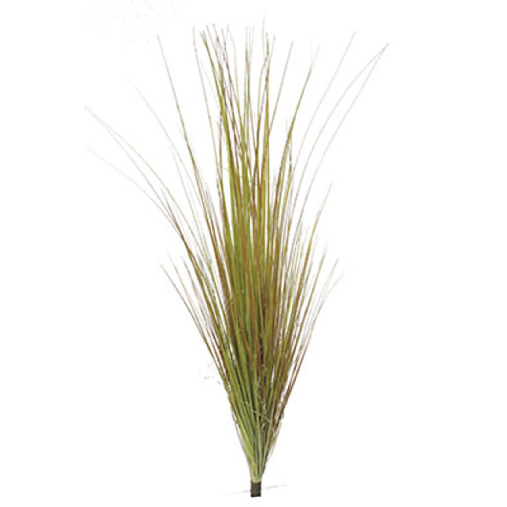 40" ONION GRASS BUSH GREEN RUST