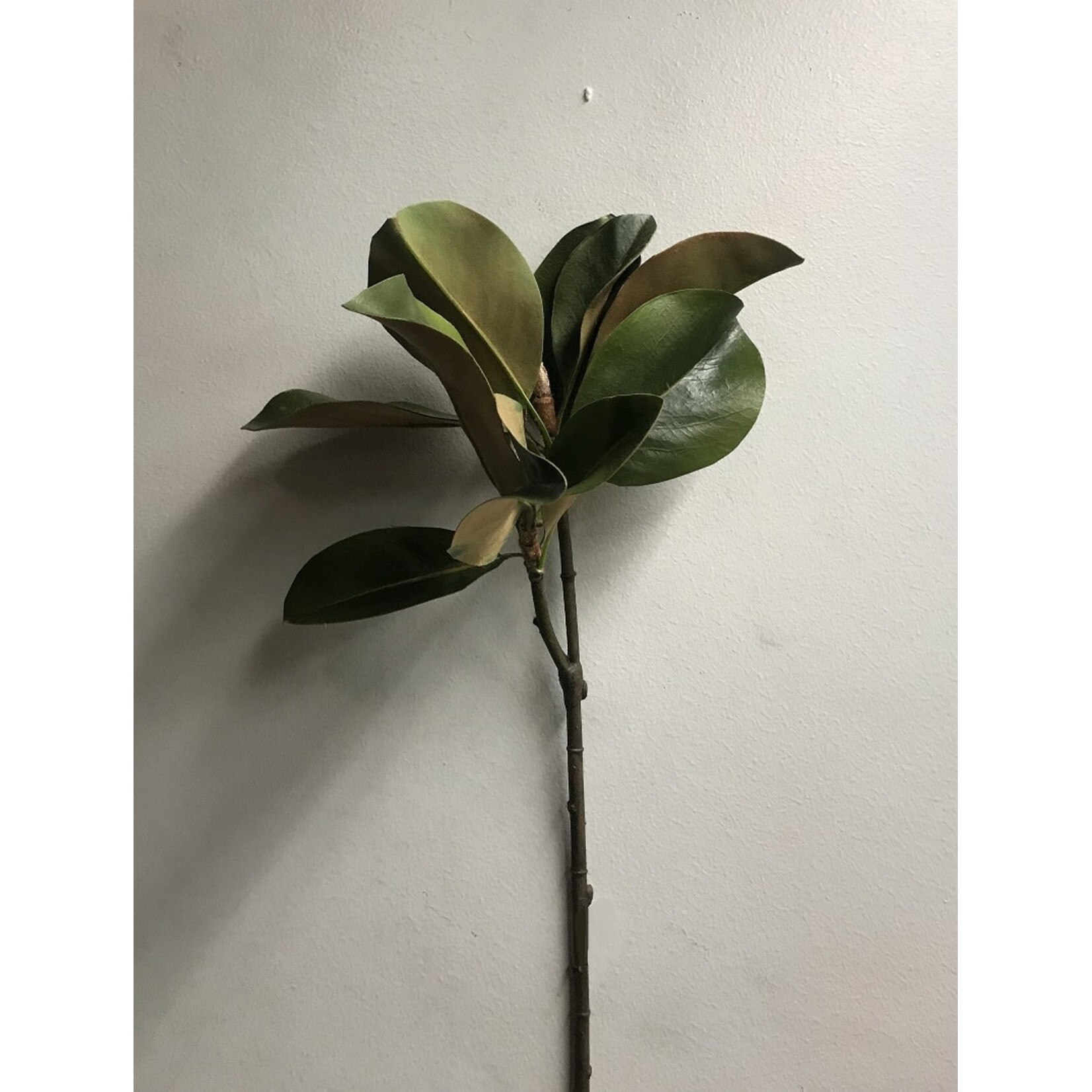 25" MAGNOLIA LEAF GREEN