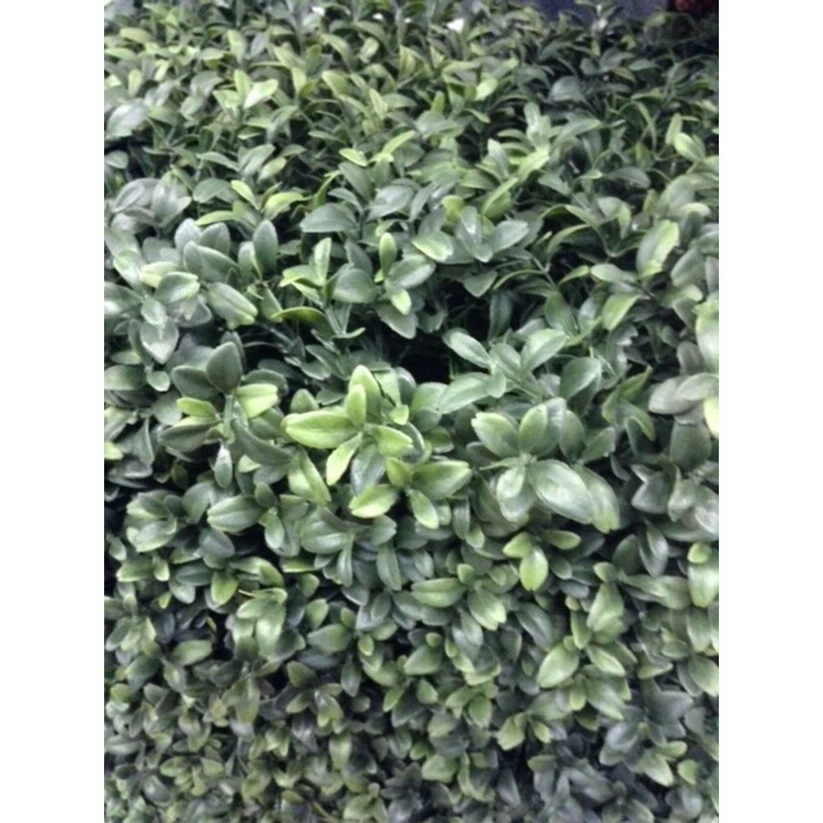 40”LX30”HX12”W BOXWOOD FENCE GREEN