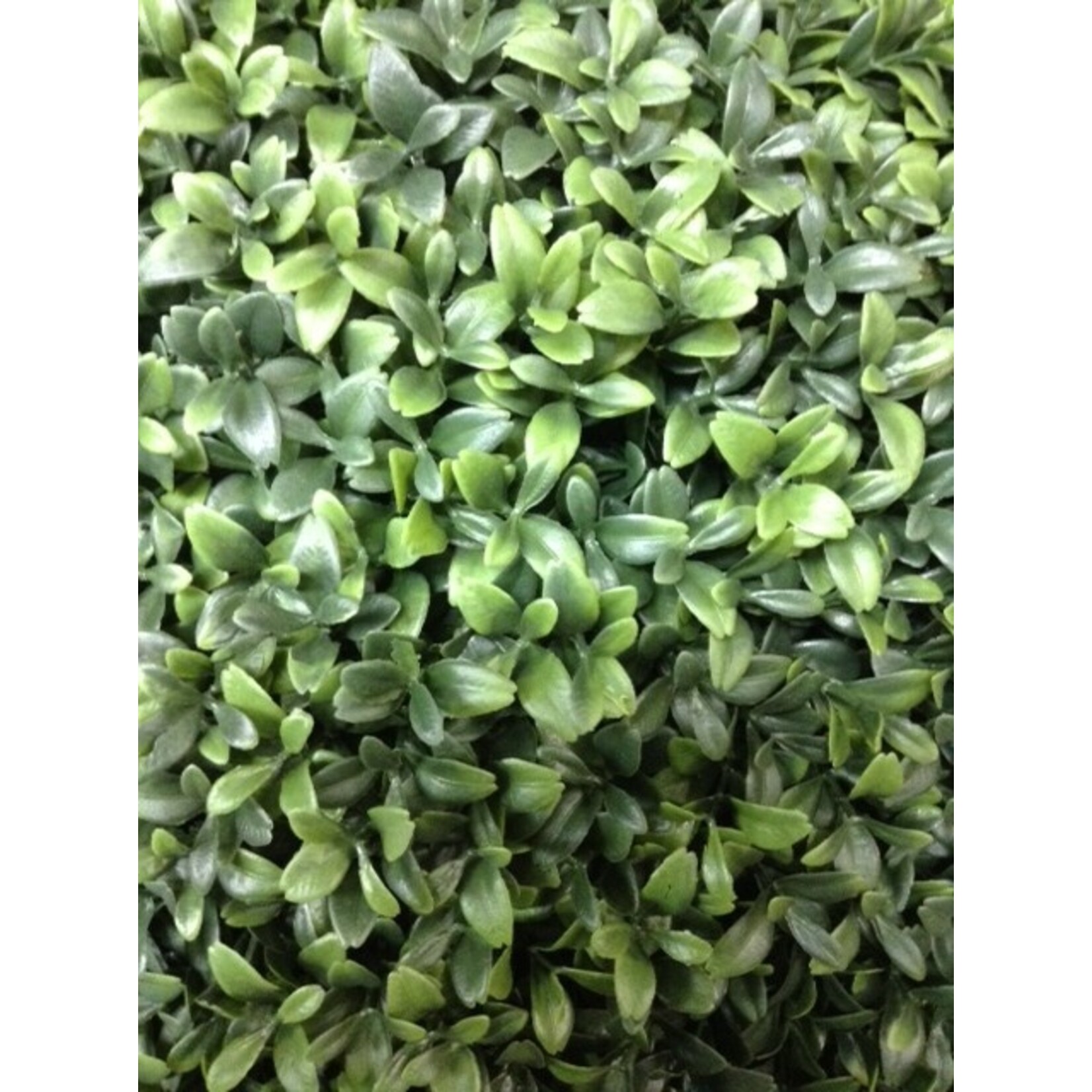 26" BOXWOOD BALL GREEN