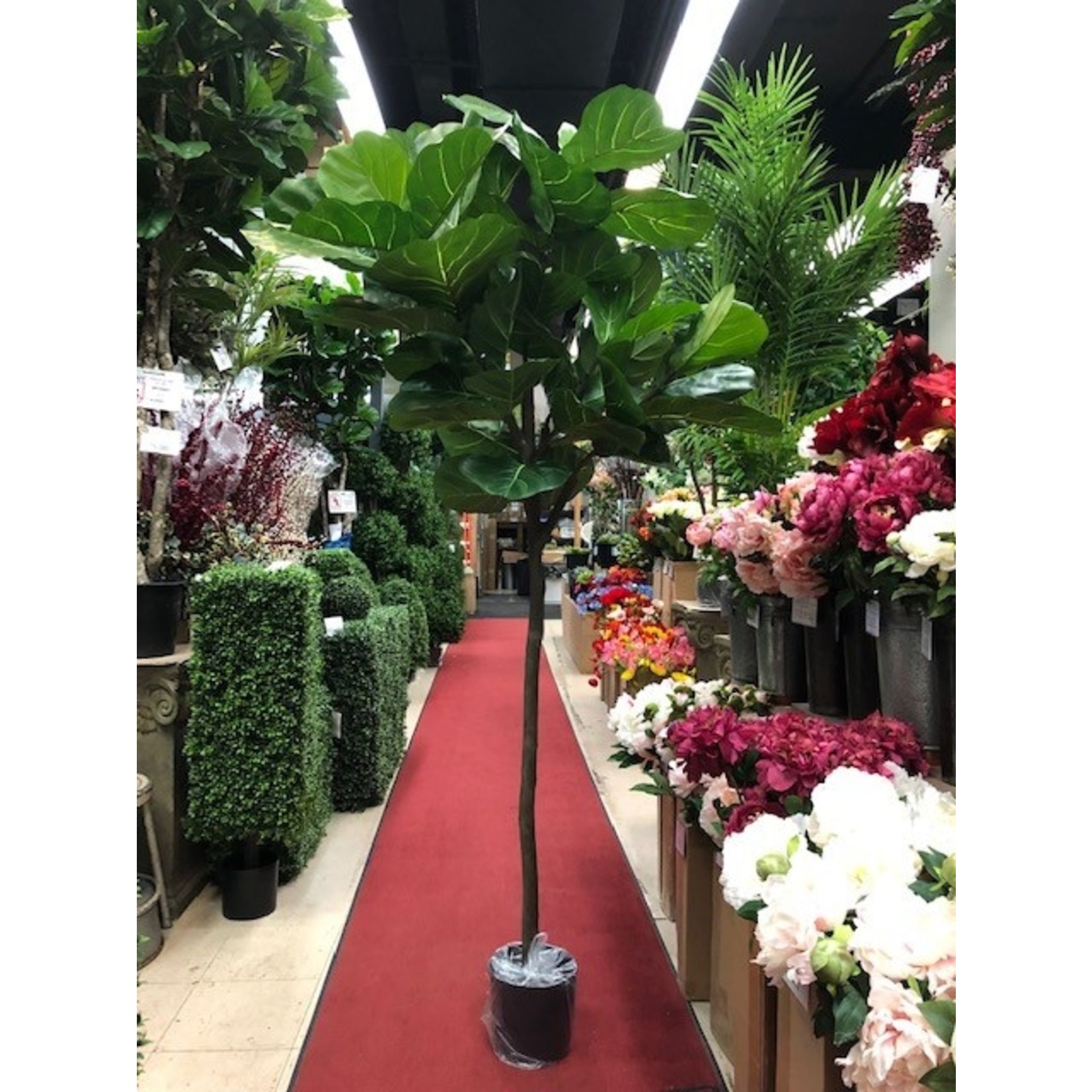 7' FIDDLE LEAF TREE IN POT GREEN