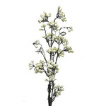 XBE323-CR: 30" NEW EVA BERRY SPRAY CREAM