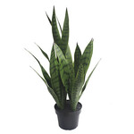 PLT442-GN: 24" SANSEVIERIA IN PLASTIC POT GREEN