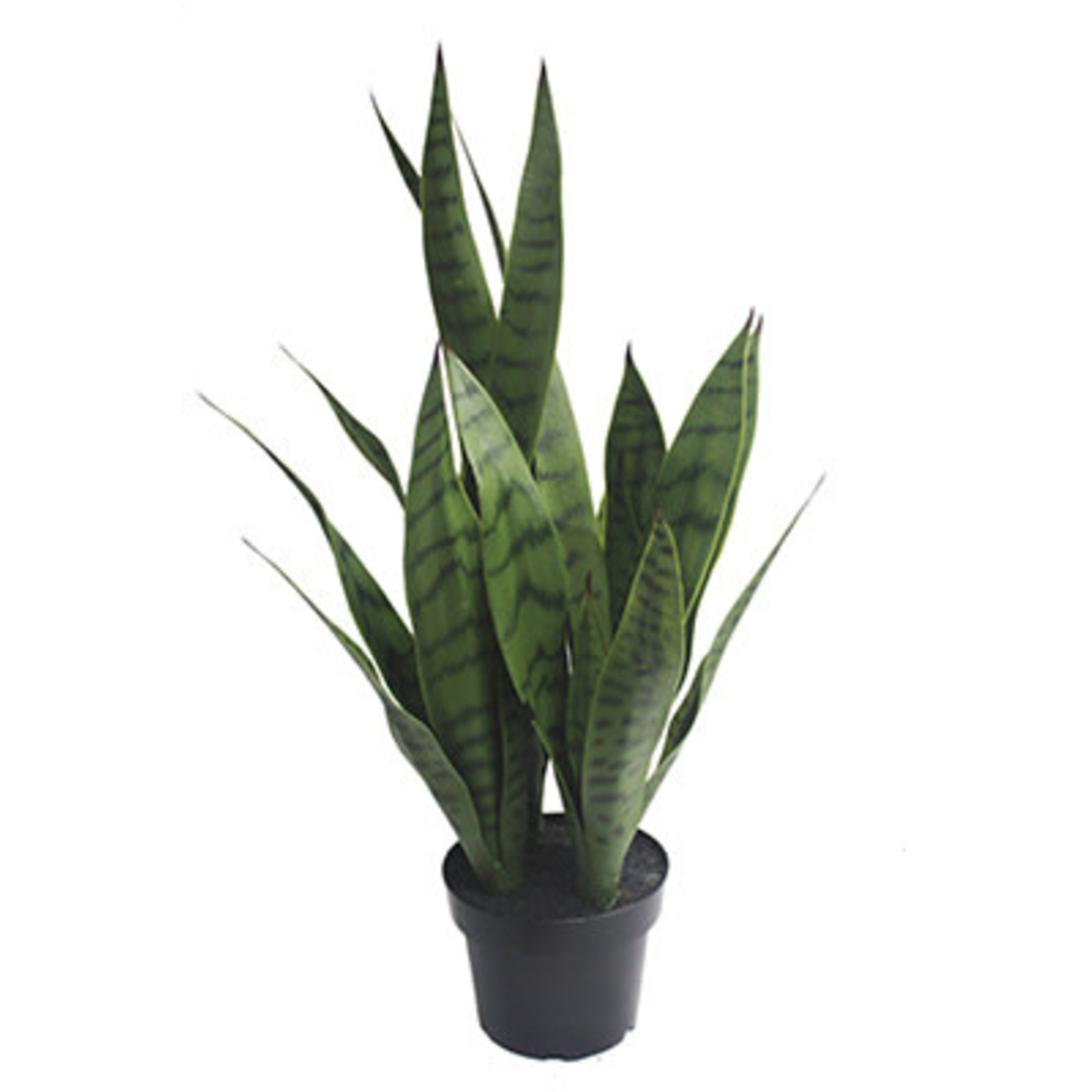 24" SANSEVIERIA IN PLASTIC POT GREEN