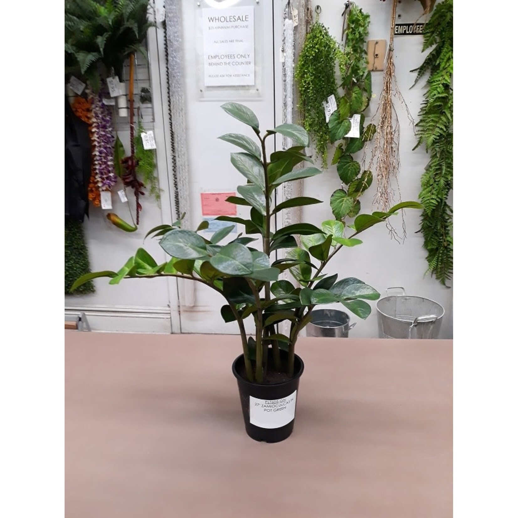 27" ZAMIOCULCAS IN POT GREEN