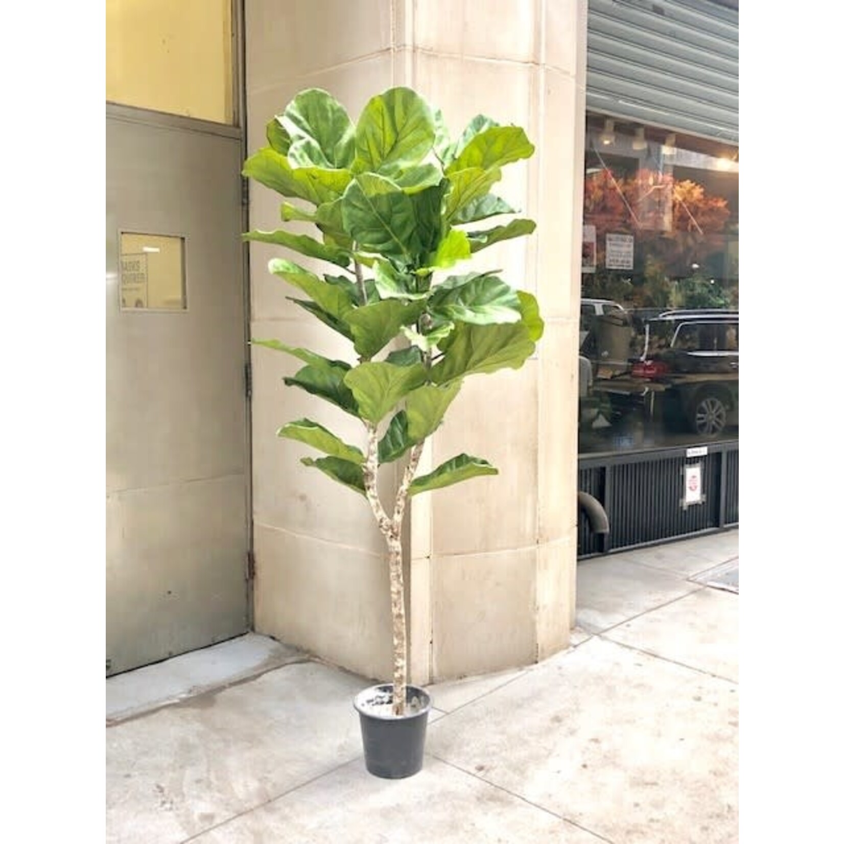 7' FIDDLE LEAF TREE LARGE LEAF