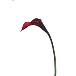 CSL098-RE: 19.5" CALLA LILY RED