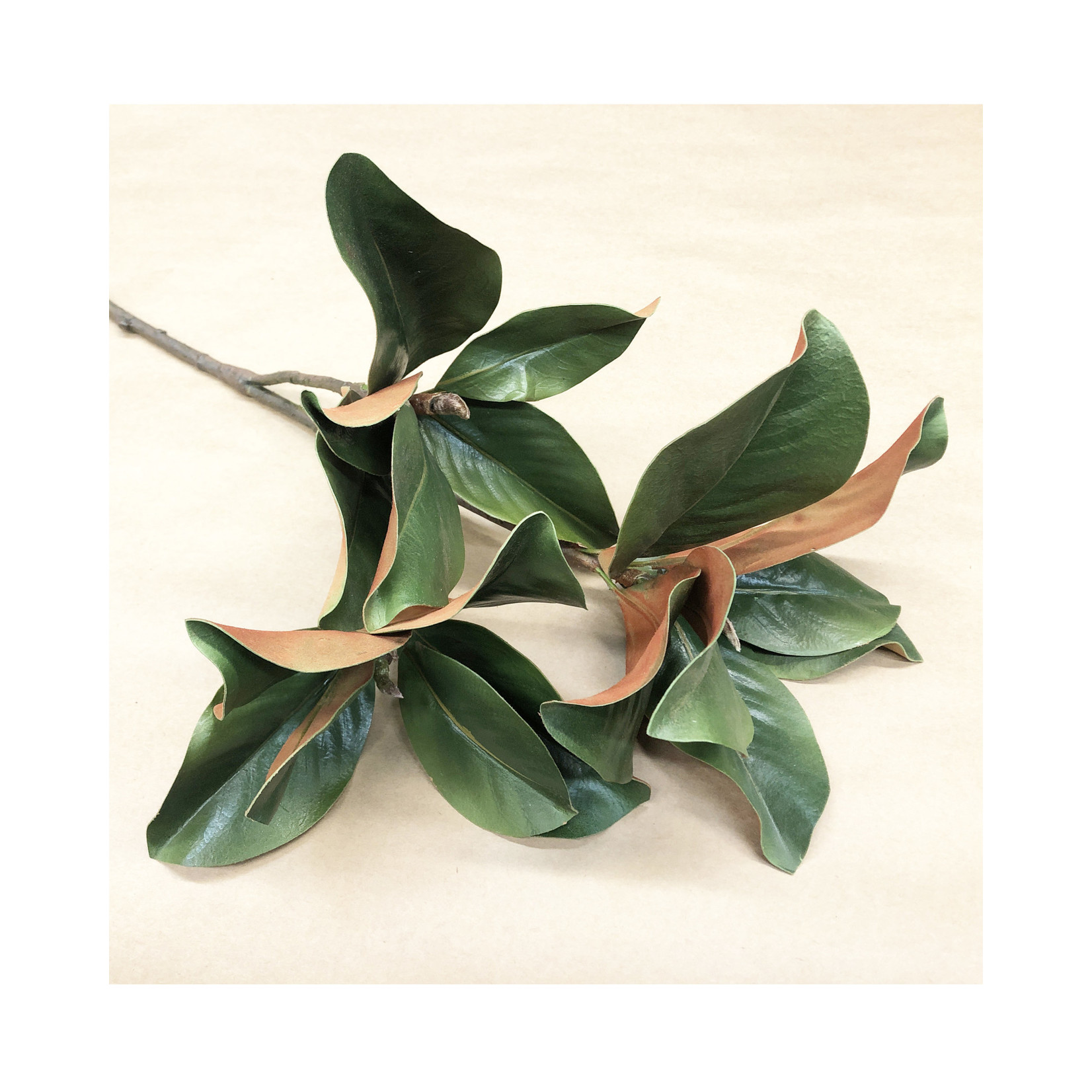 41" MAGNOLIA FOLIAGE GREEN