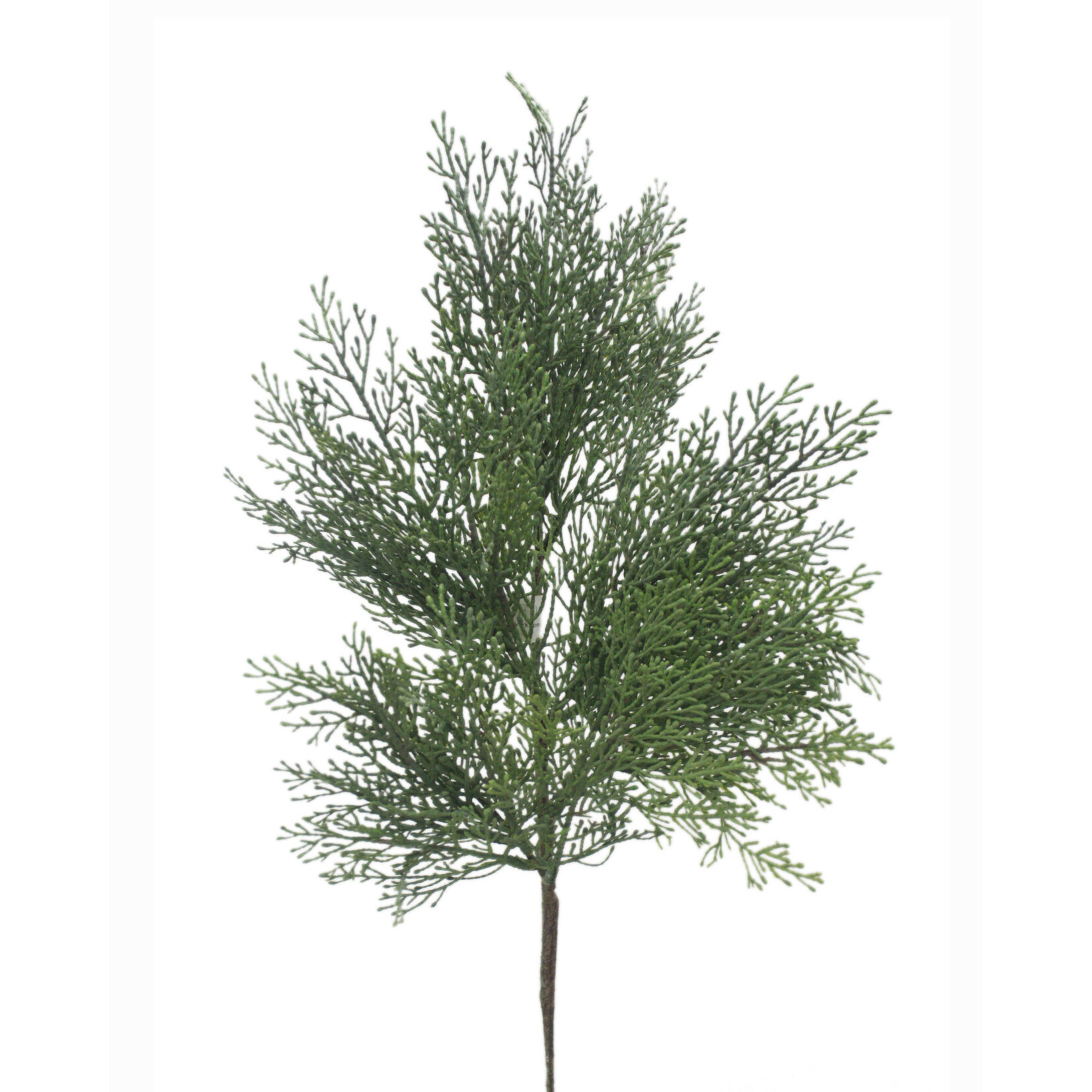 32" CEDAR HANGING STEM GREEN
