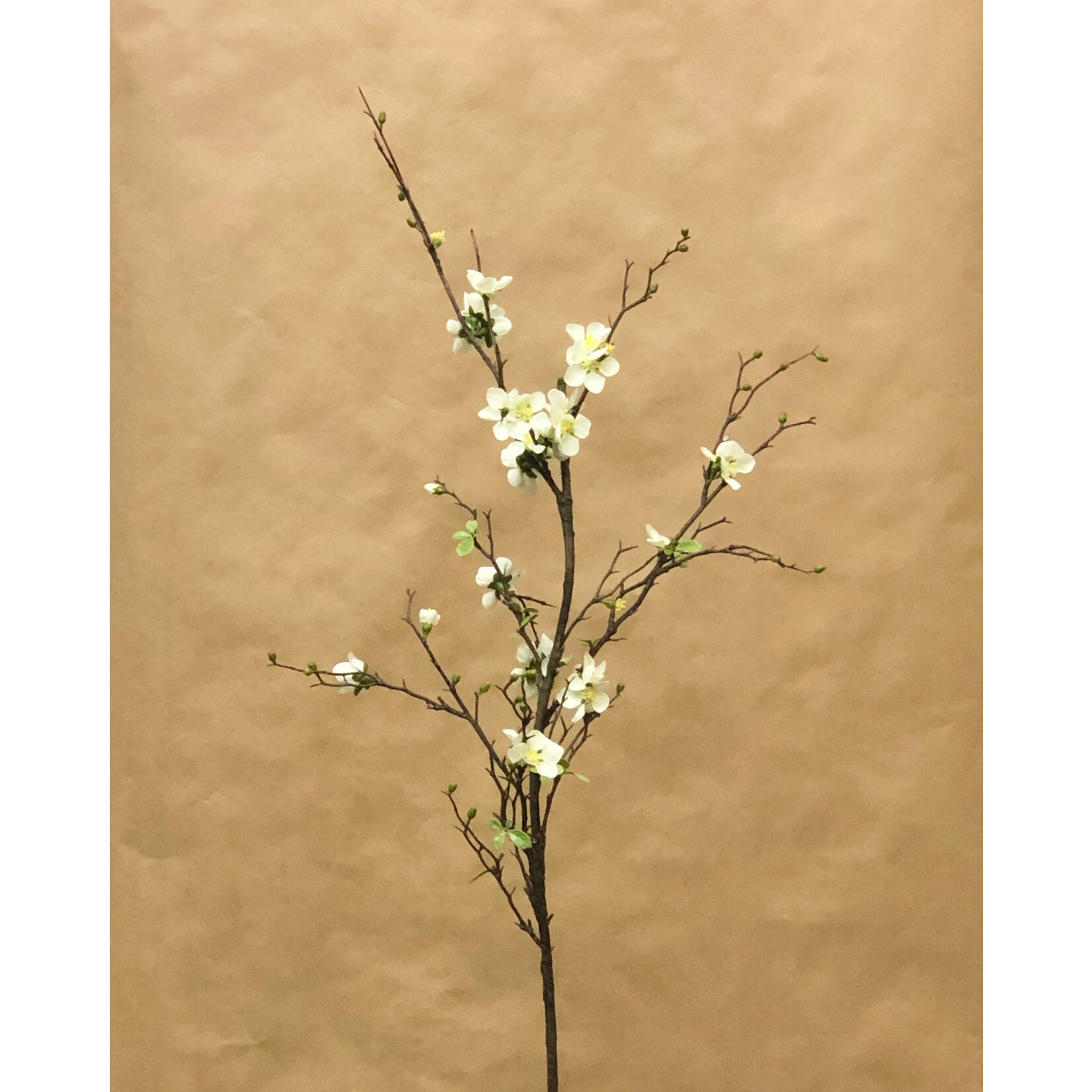 57" QUINCE BLOSSOM BRANCH CREAM