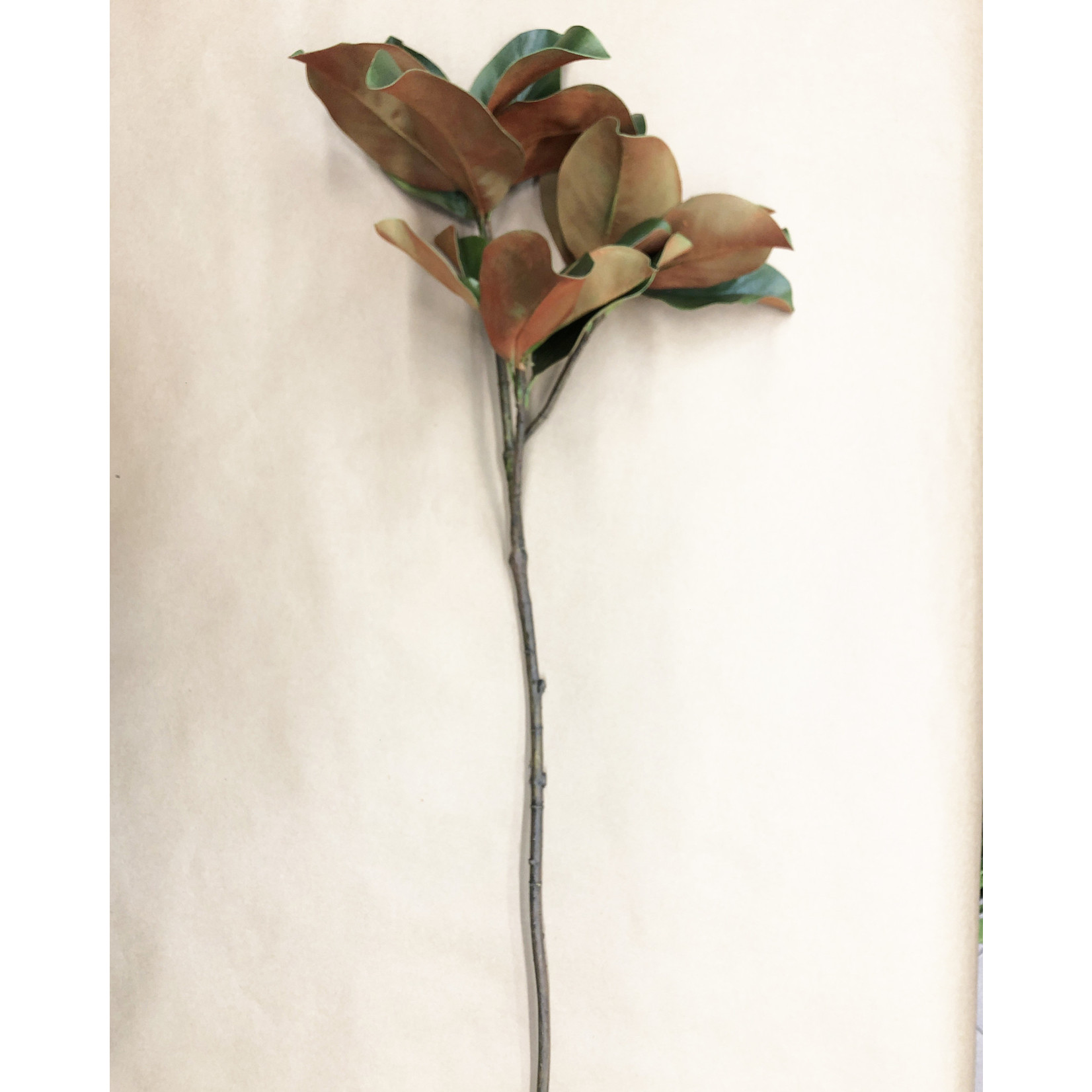 41" MAGNOLIA FOLIAGE GREEN