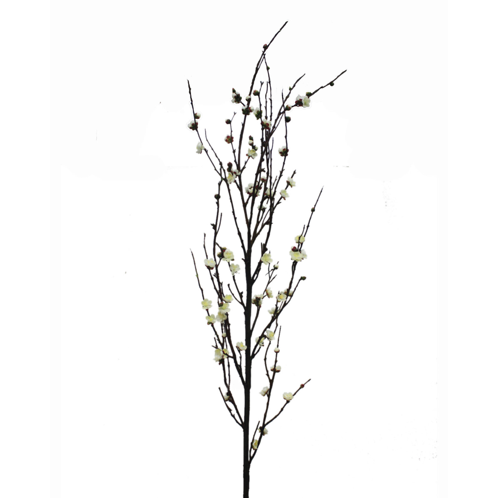 72" PLUM BLOSSOM WHITE