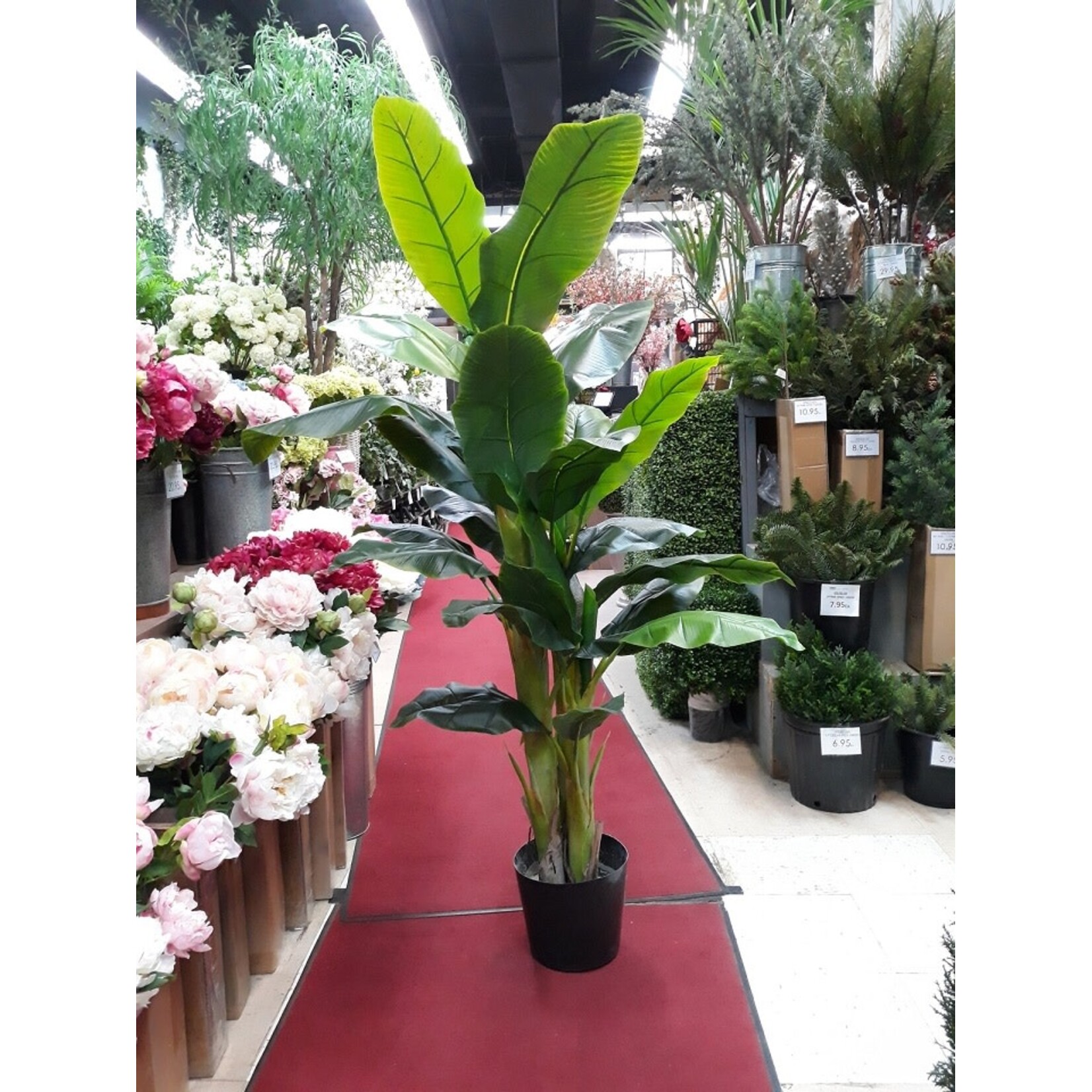 5' BANANA TREE IN POT GREEN