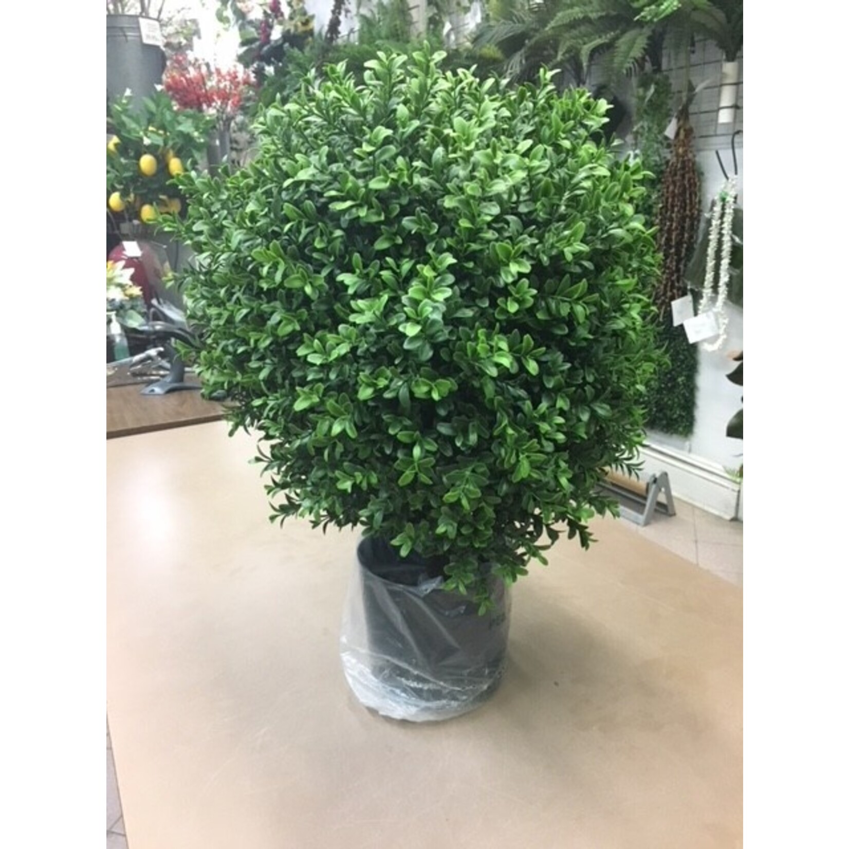 23.5"H BALL BOXWOOD TOPIARY IN POT GREEN