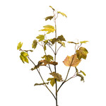 CFA331-OE: 45" FALL MAPLE LEAF OCHRE