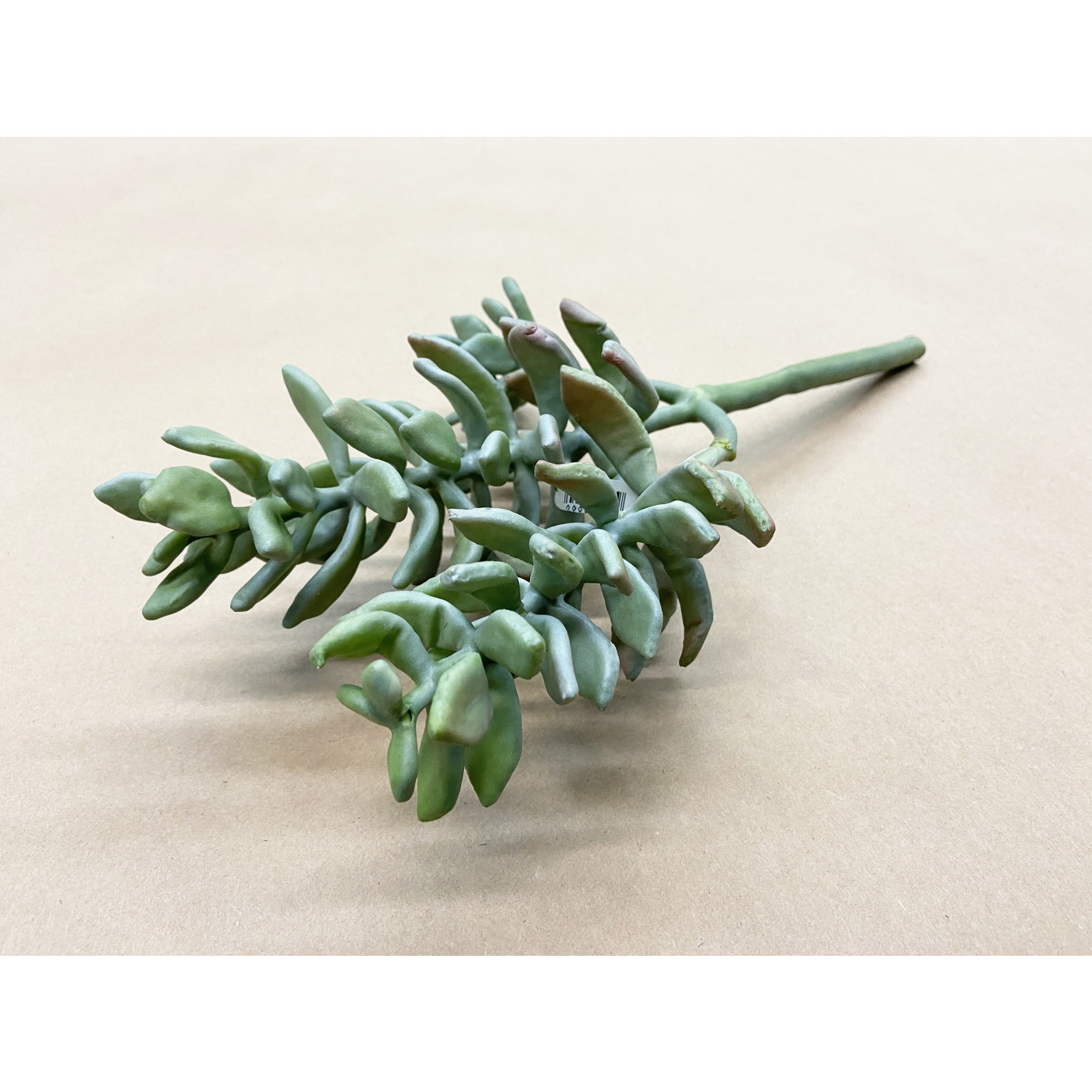 15" SUCCULENT PLANT FROSTED GREEN