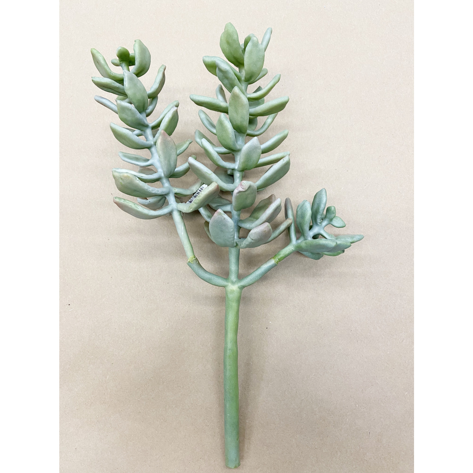 15" SUCCULENT PLANT FROSTED GREEN
