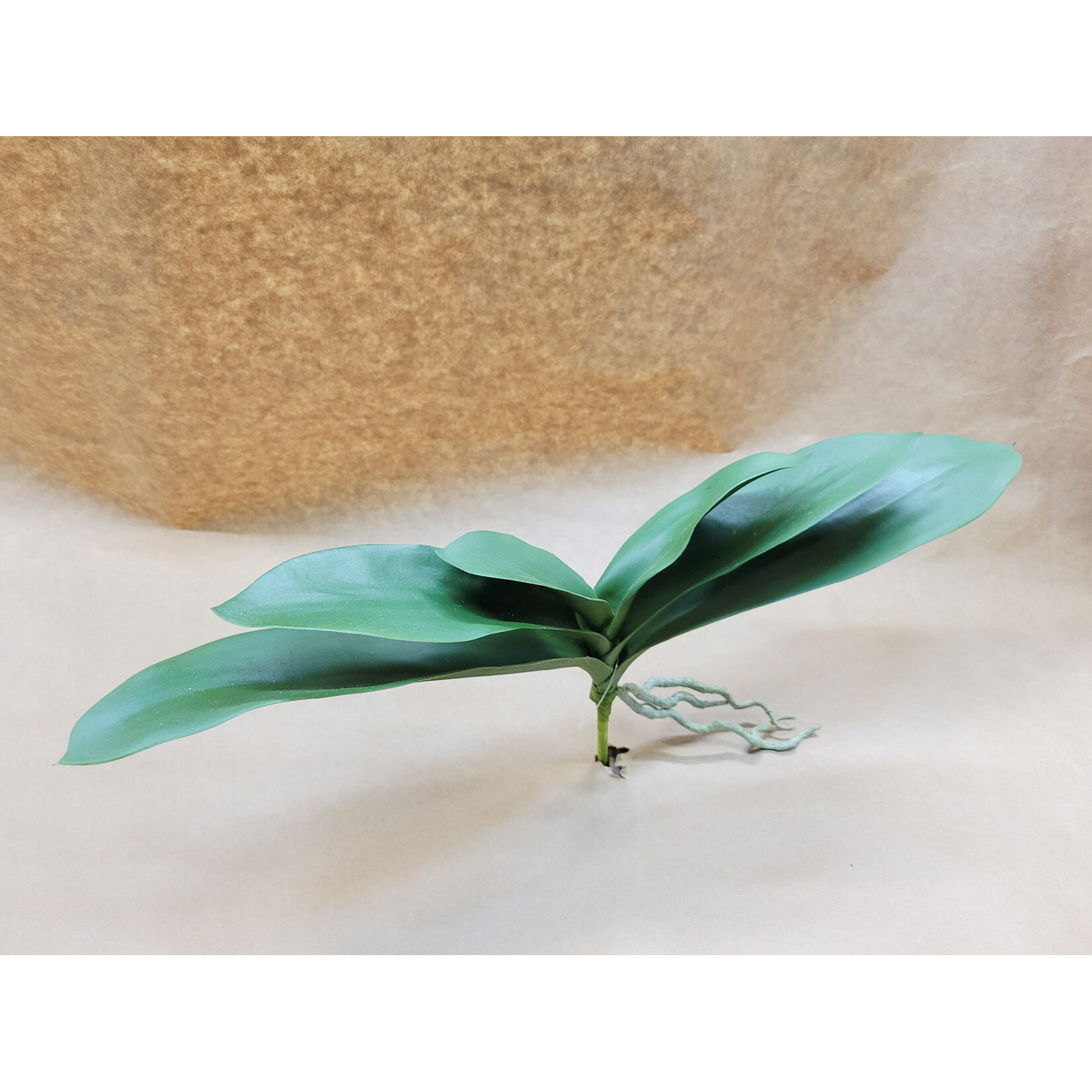 10.5" PHALAENOPSIS LEAF GREEN