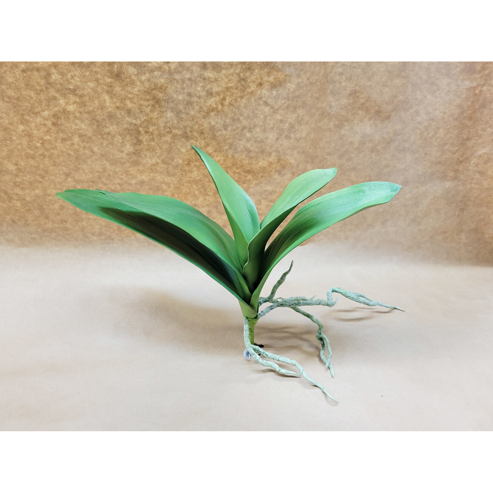 15" PHALAENOPSIS LEAF PLANT GREEN