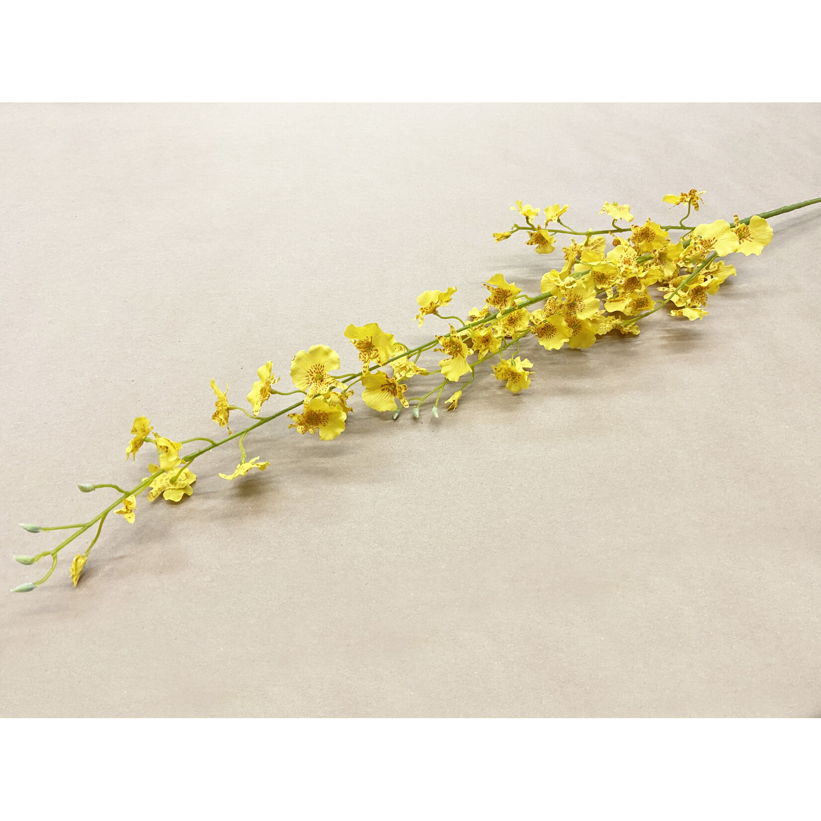 40" DANCING ORCHID YELLOW