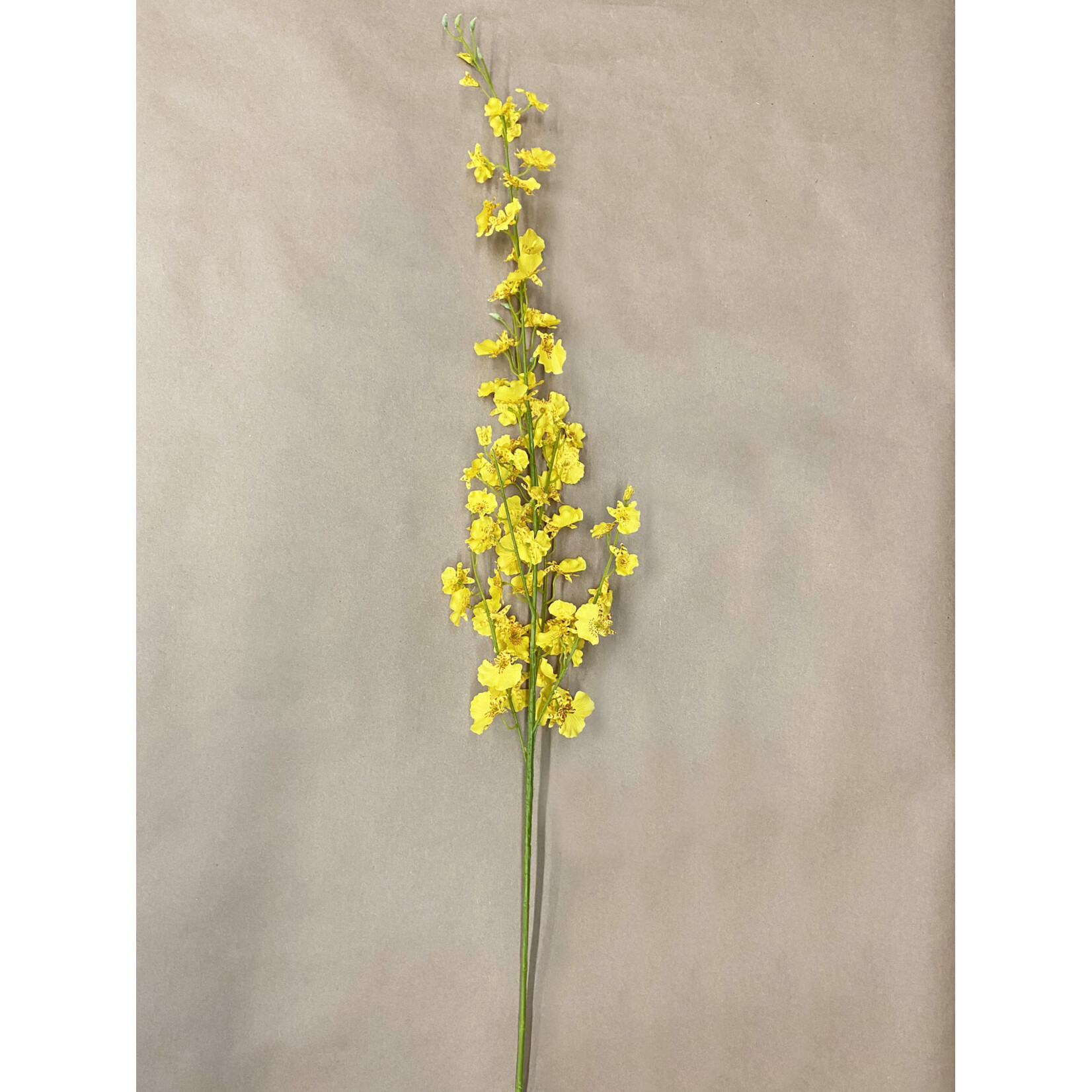 40" DANCING ORCHID YELLOW