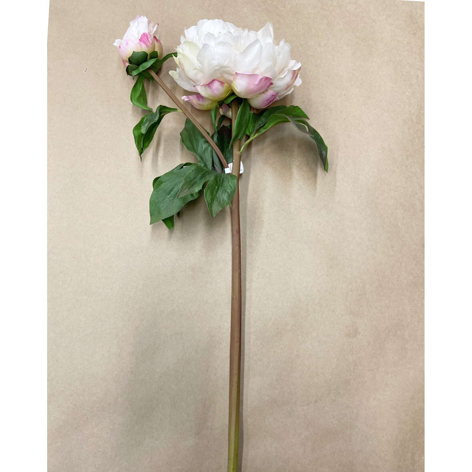 21.5" OPEN PEONY SHORT STEM CREAM