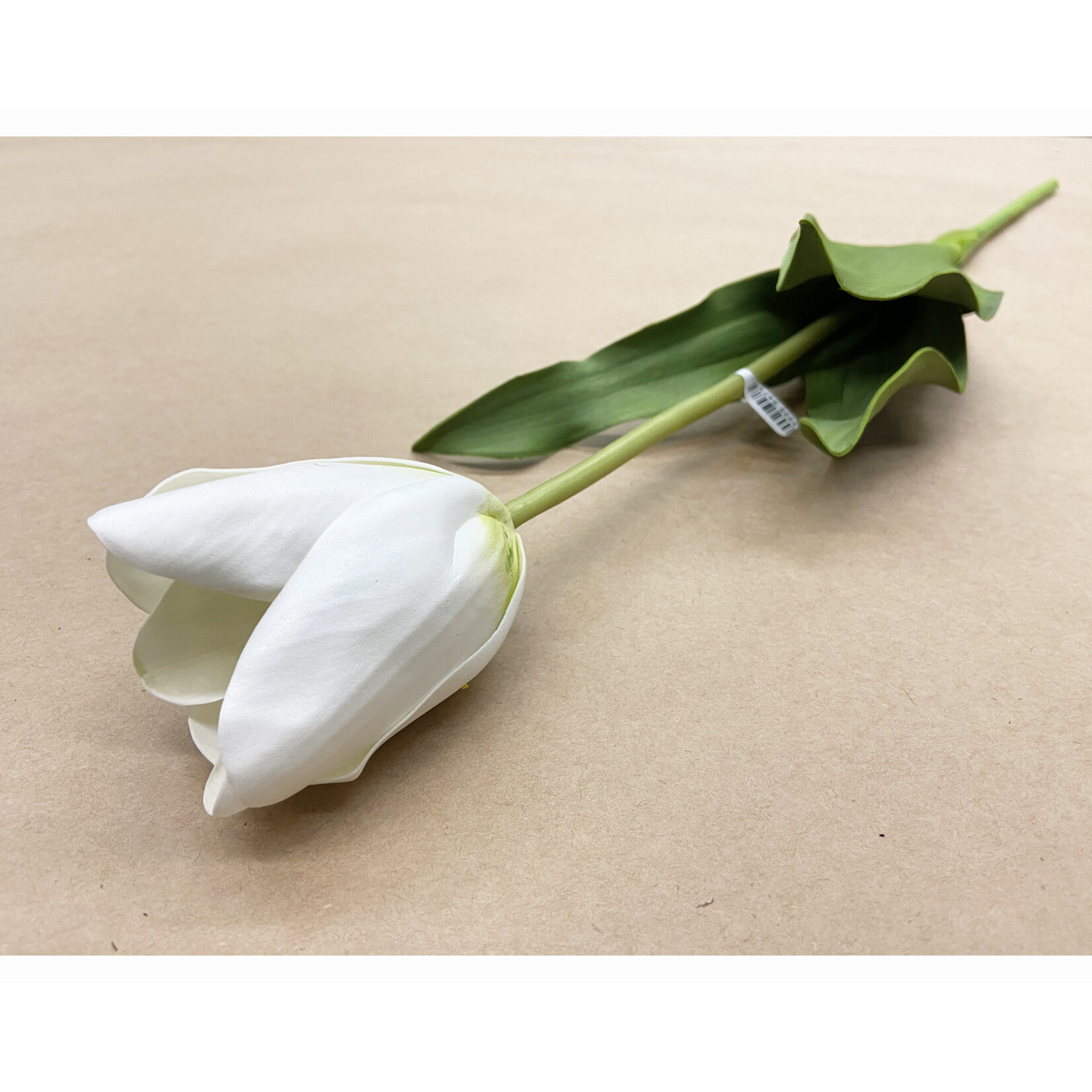 24.5" DUTCH TULIP WHITE