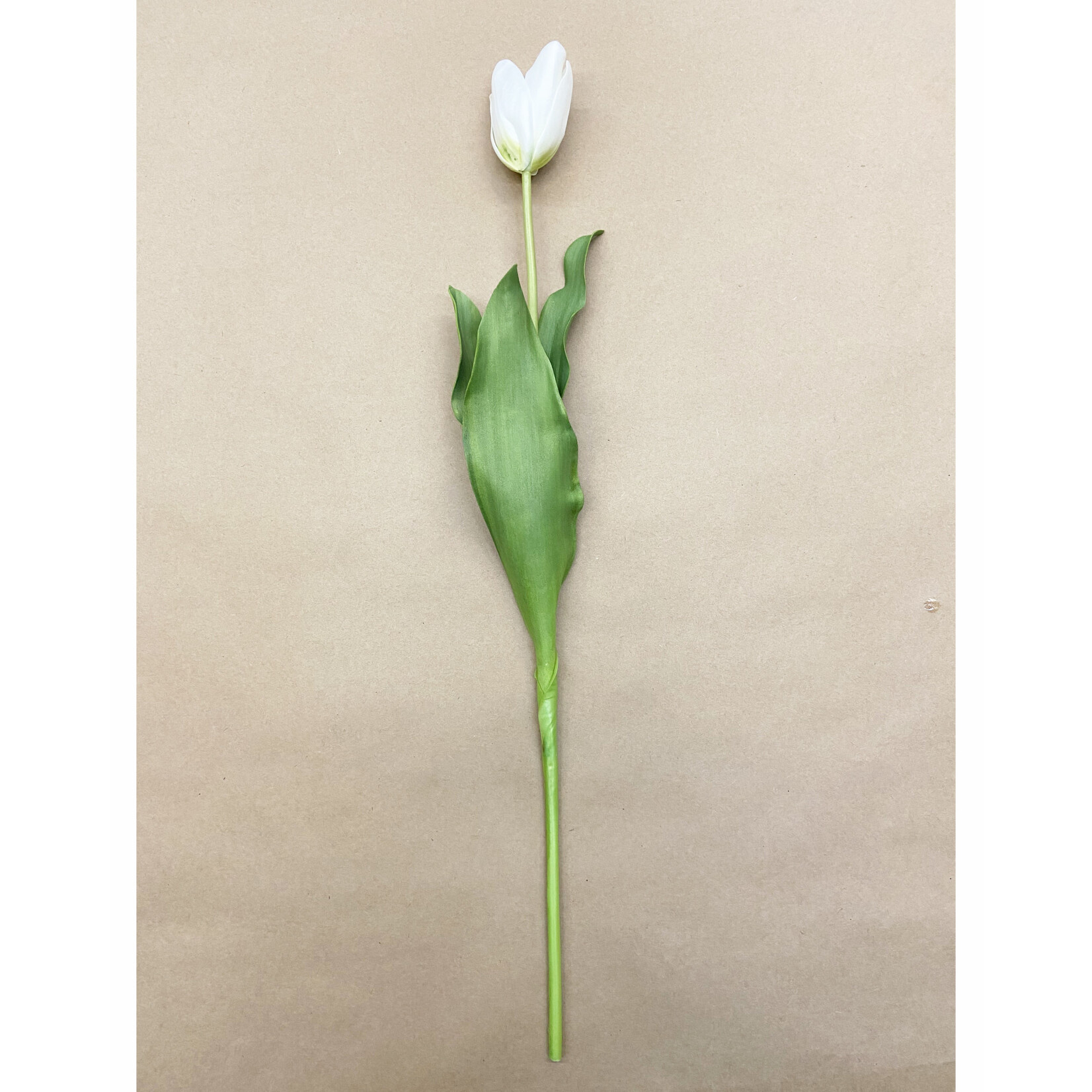 24.5" DUTCH TULIP WHITE