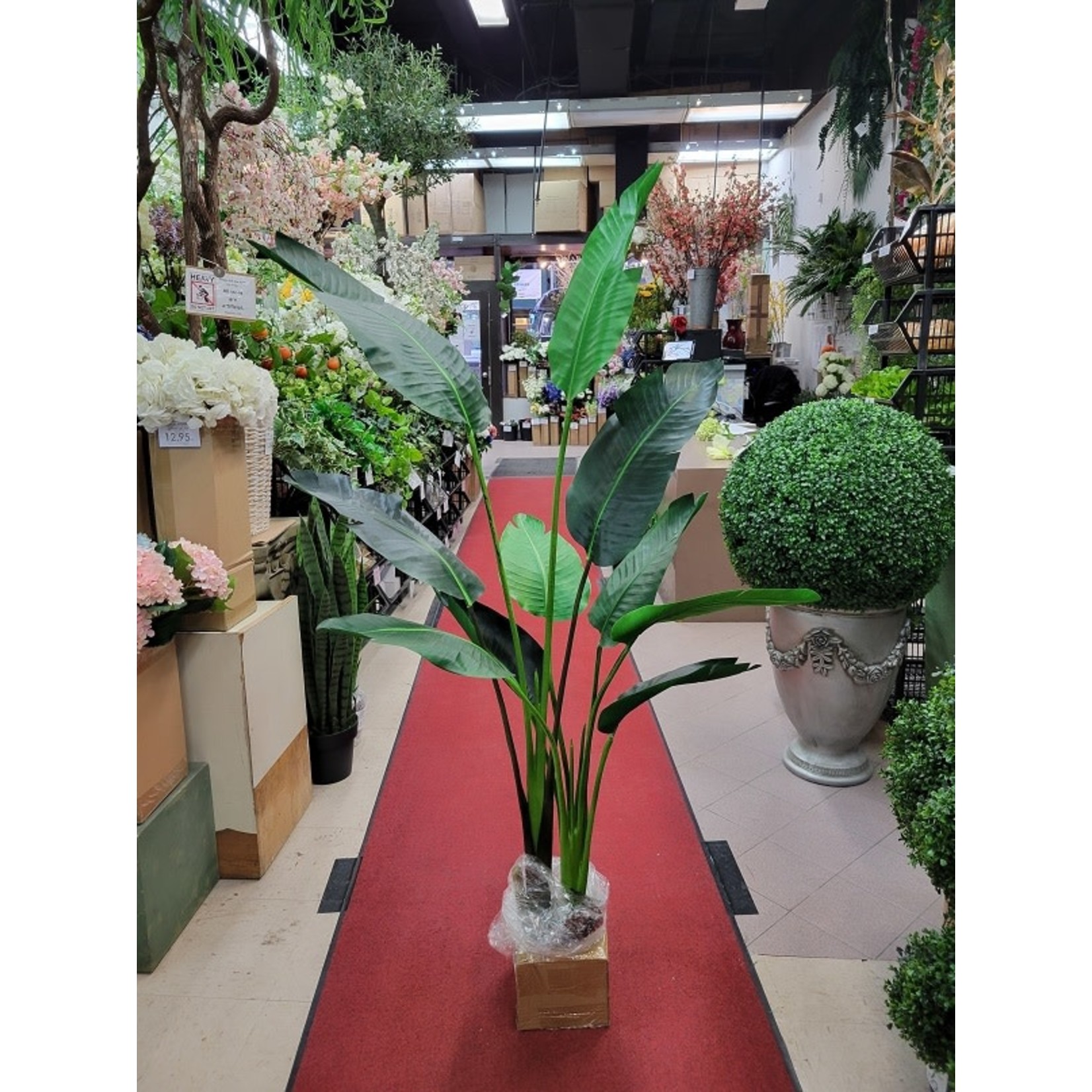 5' BIRD OF PARADISE PLANT IN POT GREEN