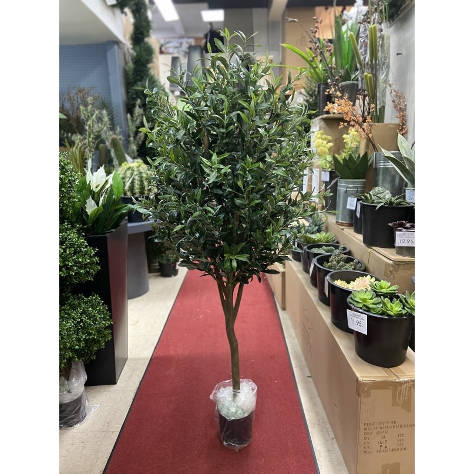 5' OLIVE TREE GREEN