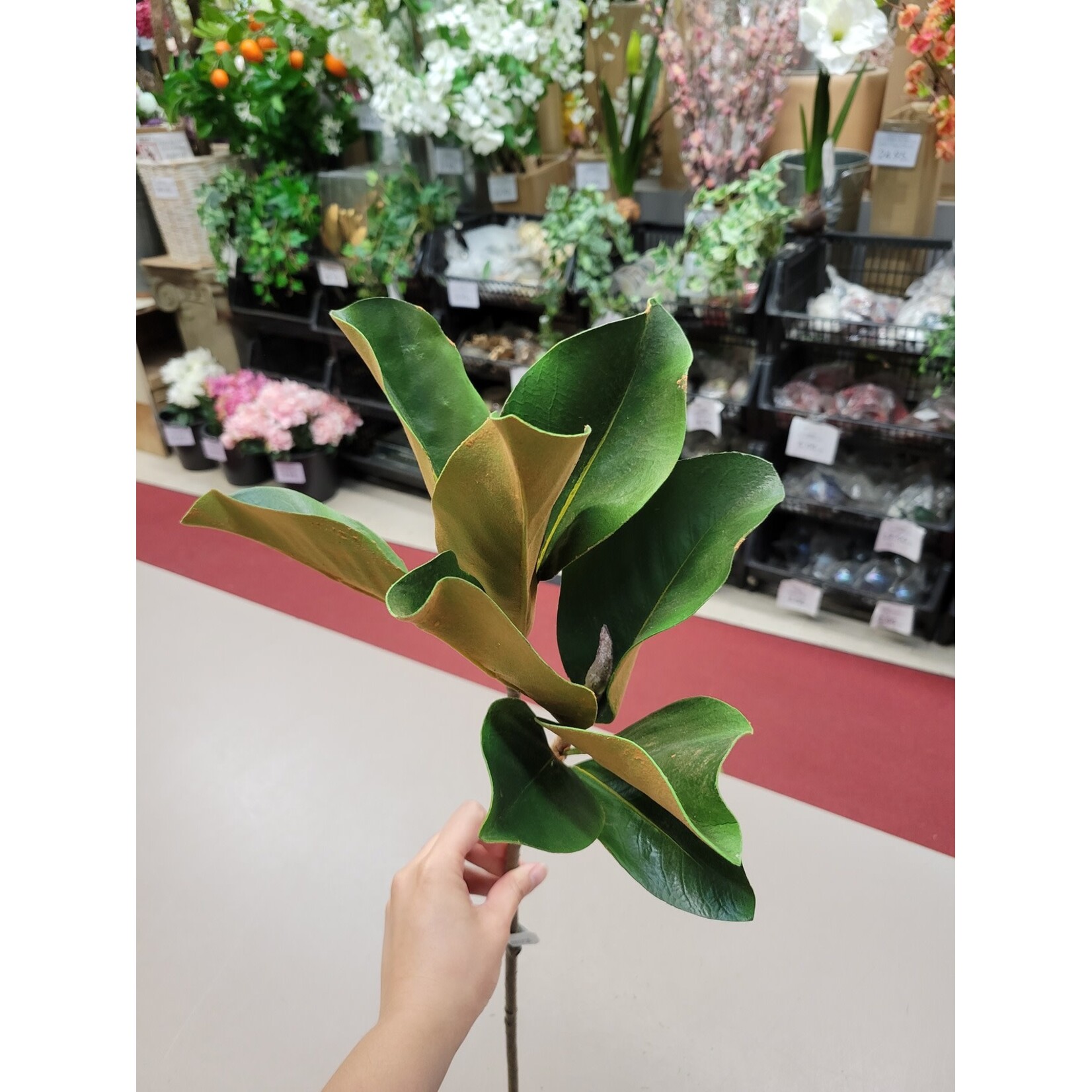 25" MAGNOLIA LEAF GREEN