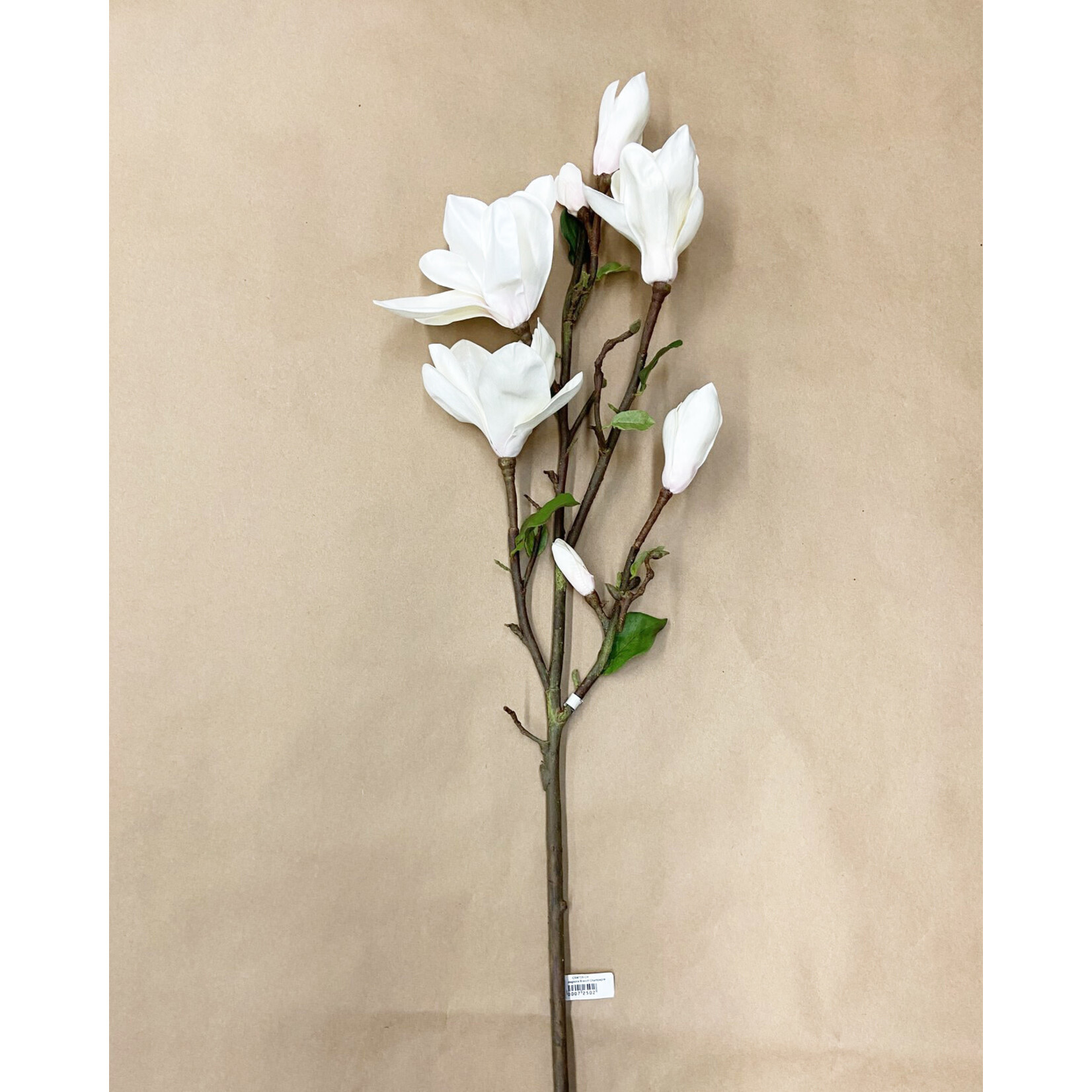 43" TREE MAGNOLIA BRANCH CHAMPAGNE