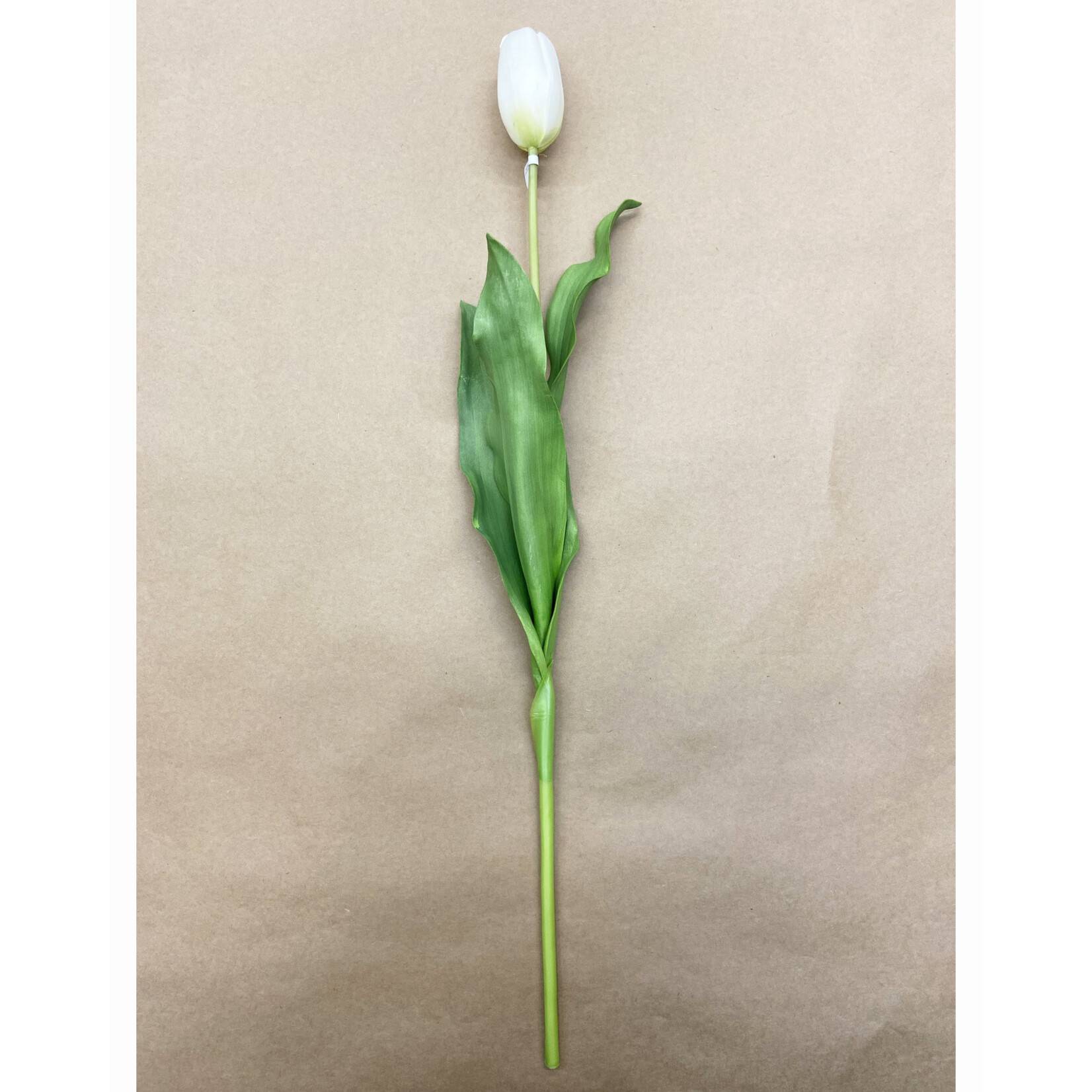 24.5" CLOSED DUTCH TULIP WHITE