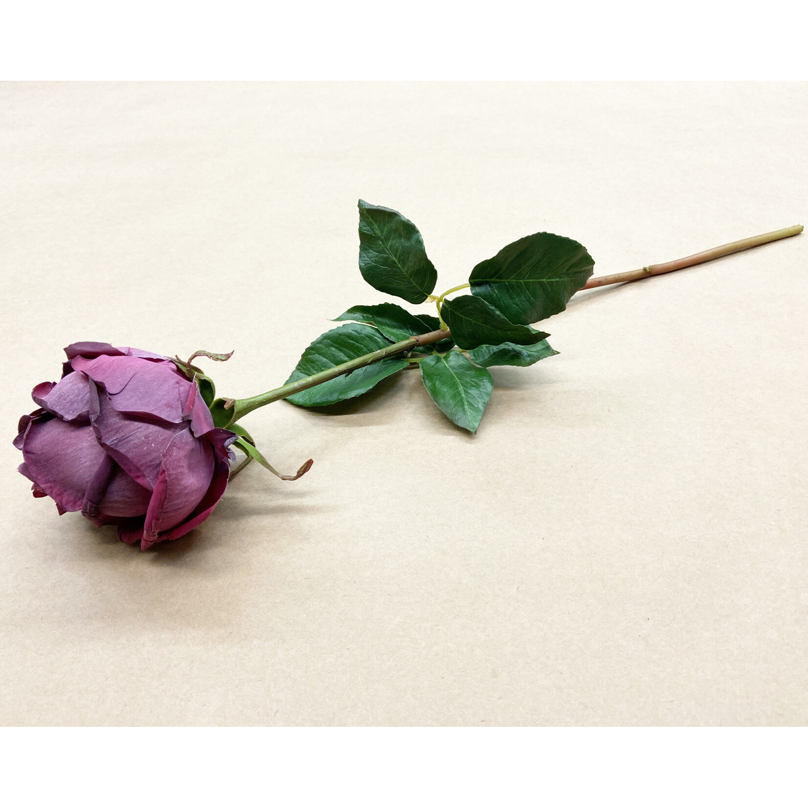 20.5" YORK ROSE STEM AMERICAN BEAUTY