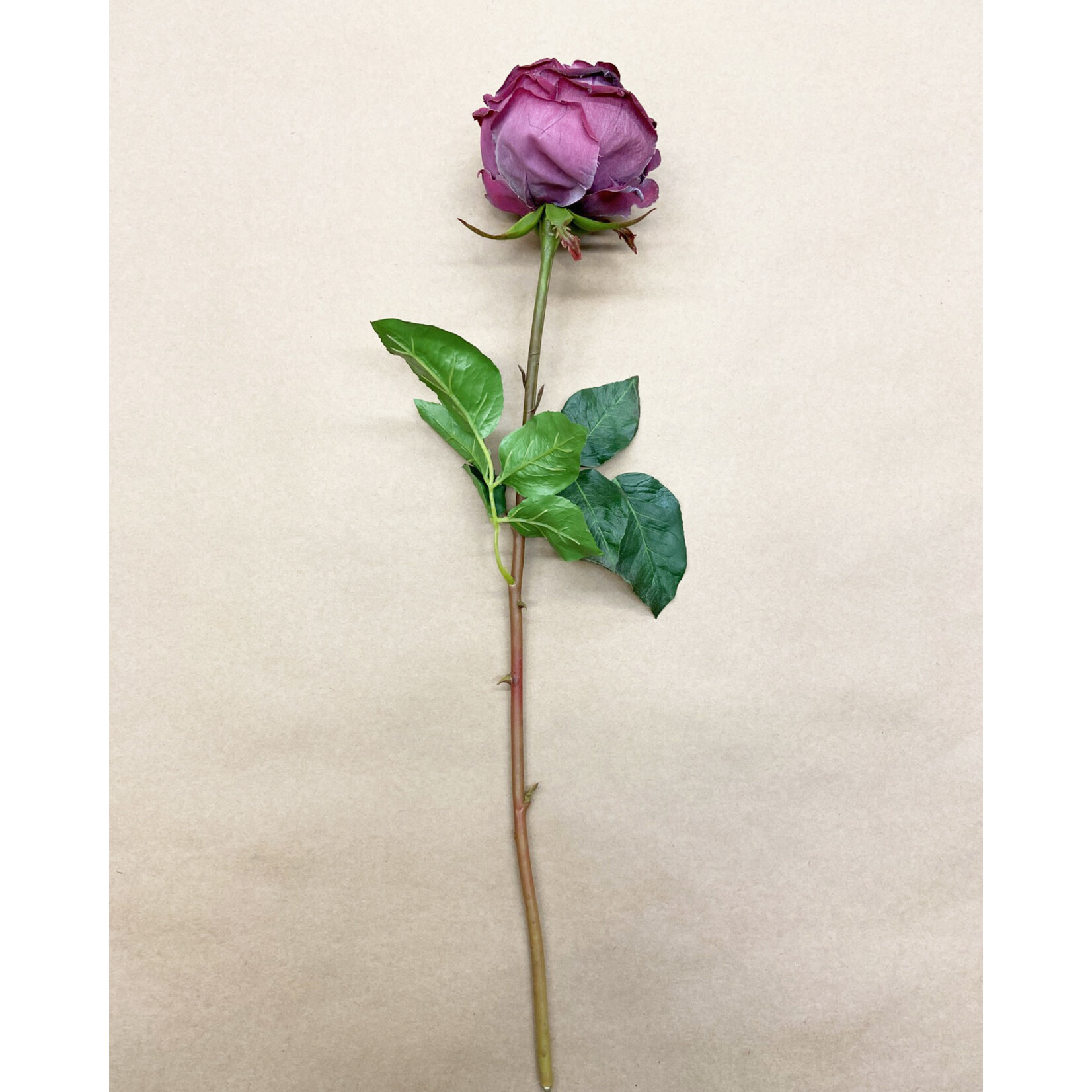 20.5" YORK ROSE STEM AMERICAN BEAUTY