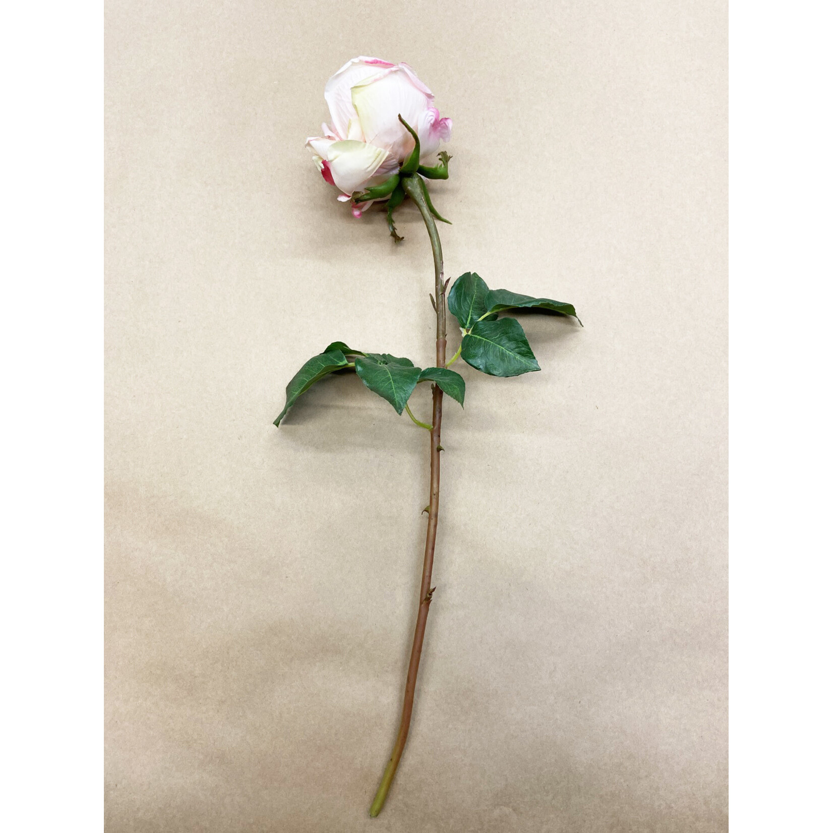 20.5" YORK ROSE STEM - PINK/RED
